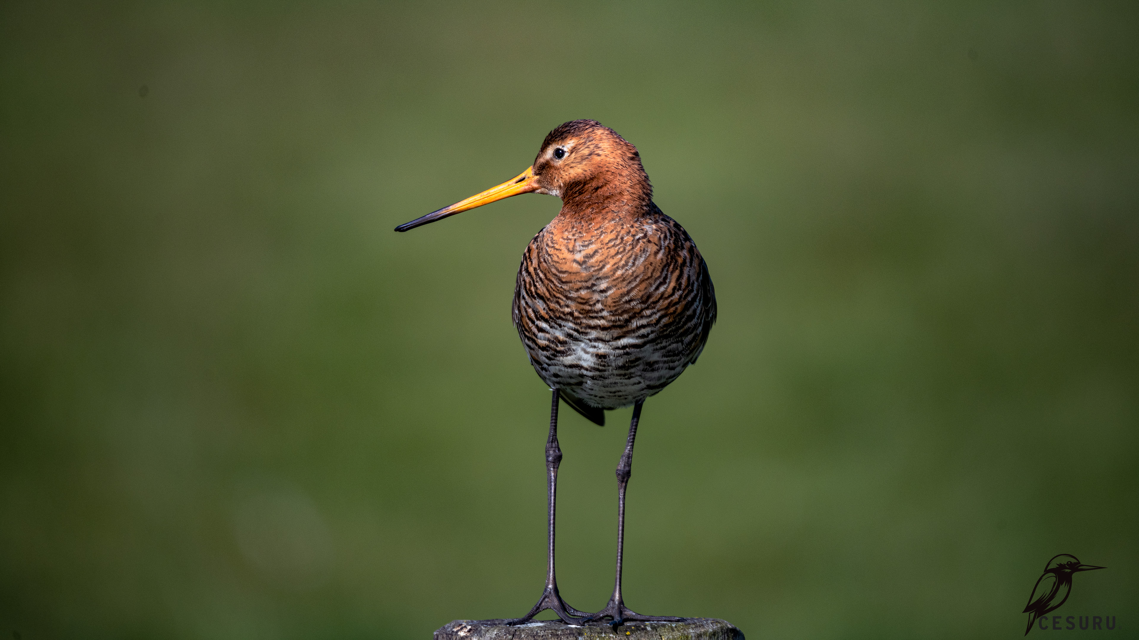 Black-tailed Godwit